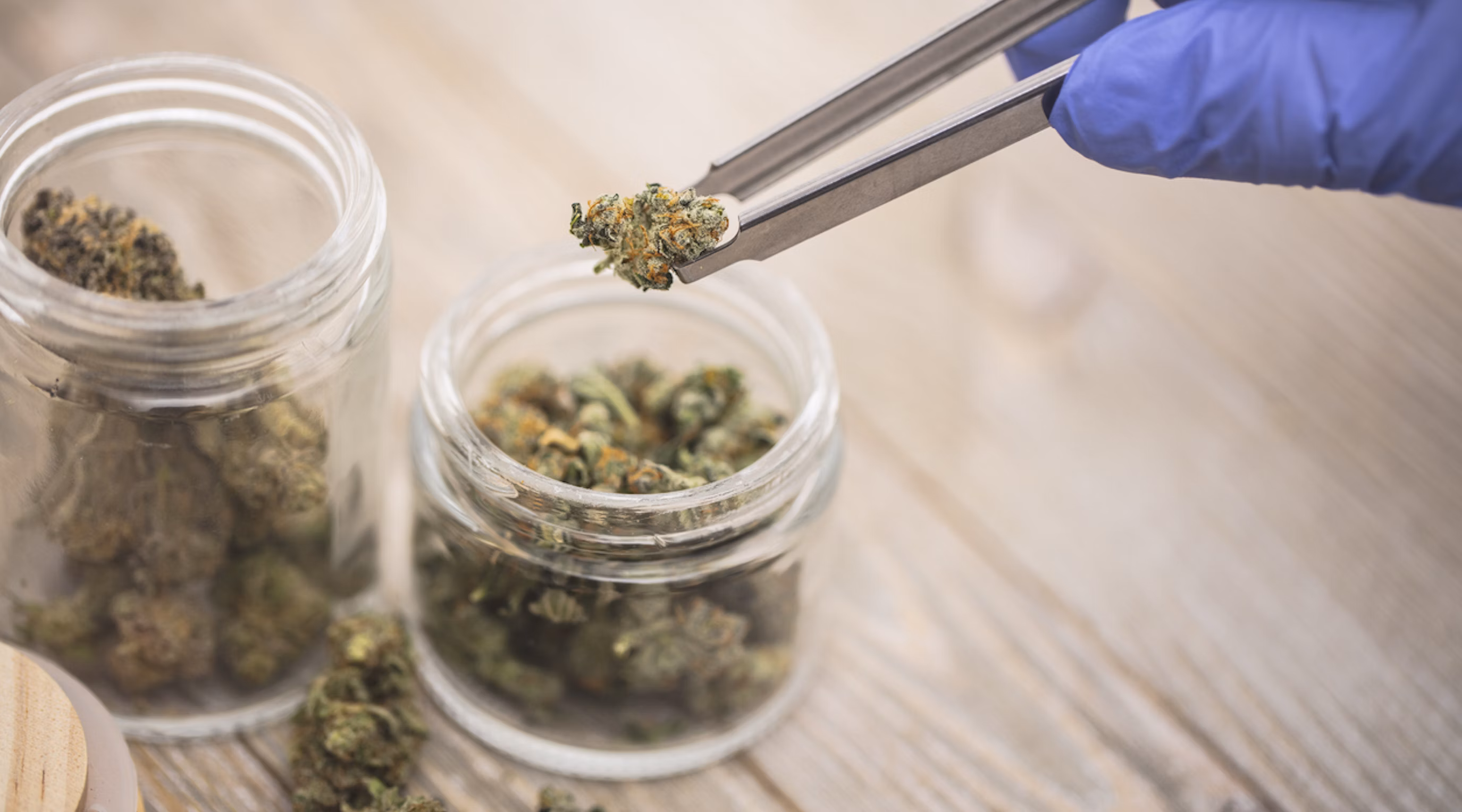 Exploring Marijuana Buds UK: History, Science, and Legality