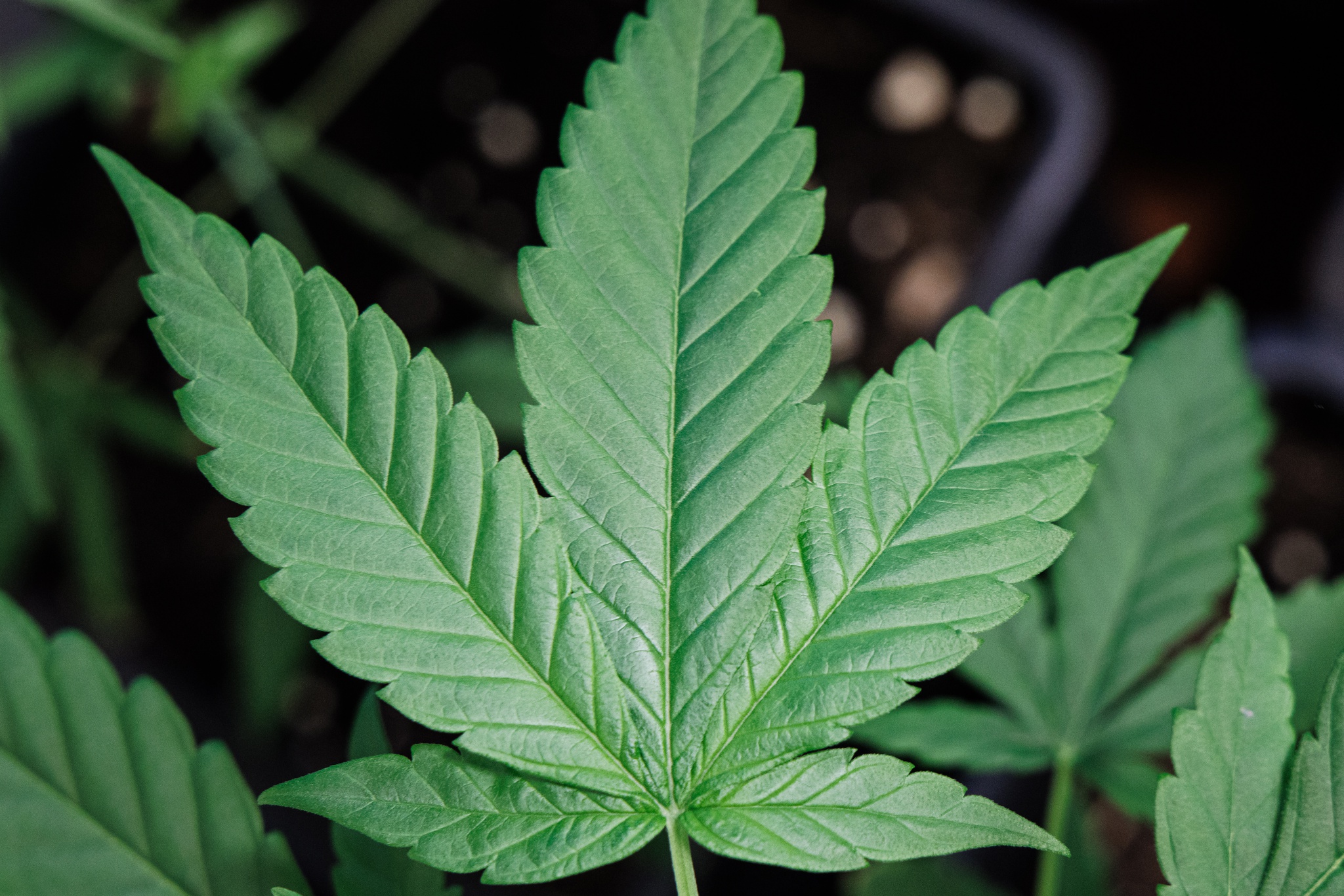Experience Top-Tier CBD Kush: Our Commitment to Client Satisfaction