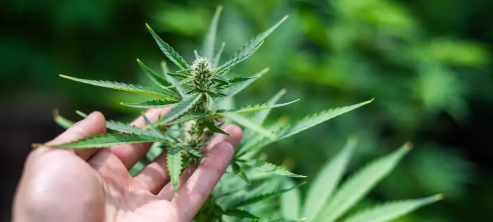 Cannabis Extracts Aussie – Market Study on Cannabis Extracts