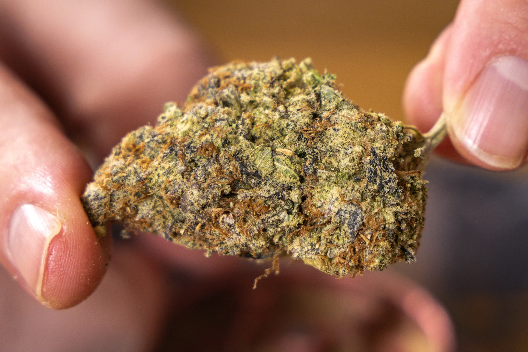 Exploring Marijuana Buds UK: History, Science, and Legality